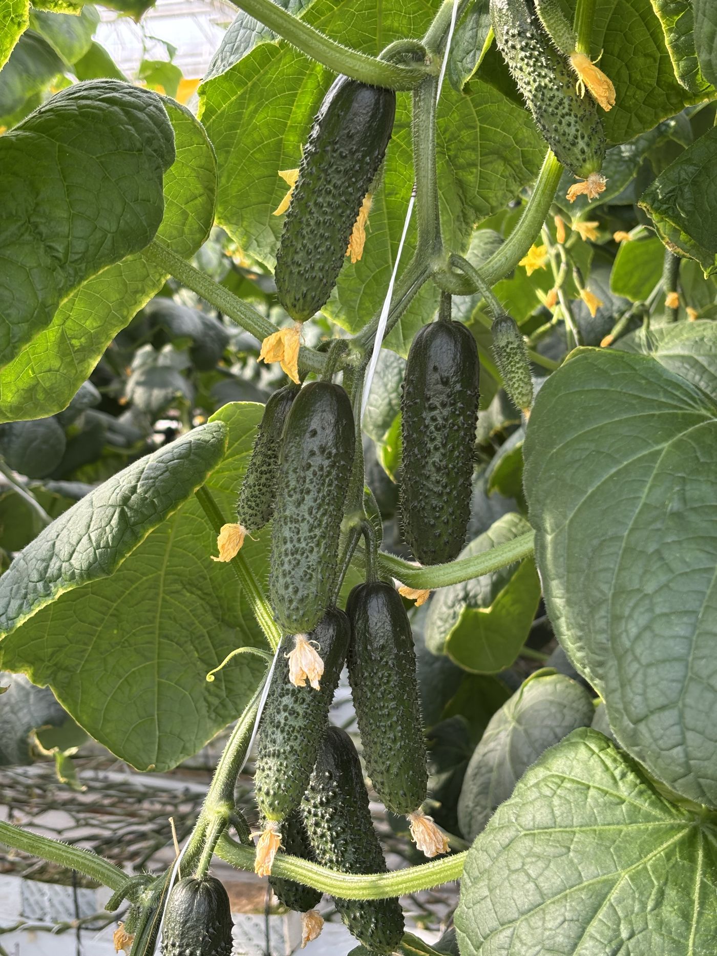Cucumbers developing on the vine