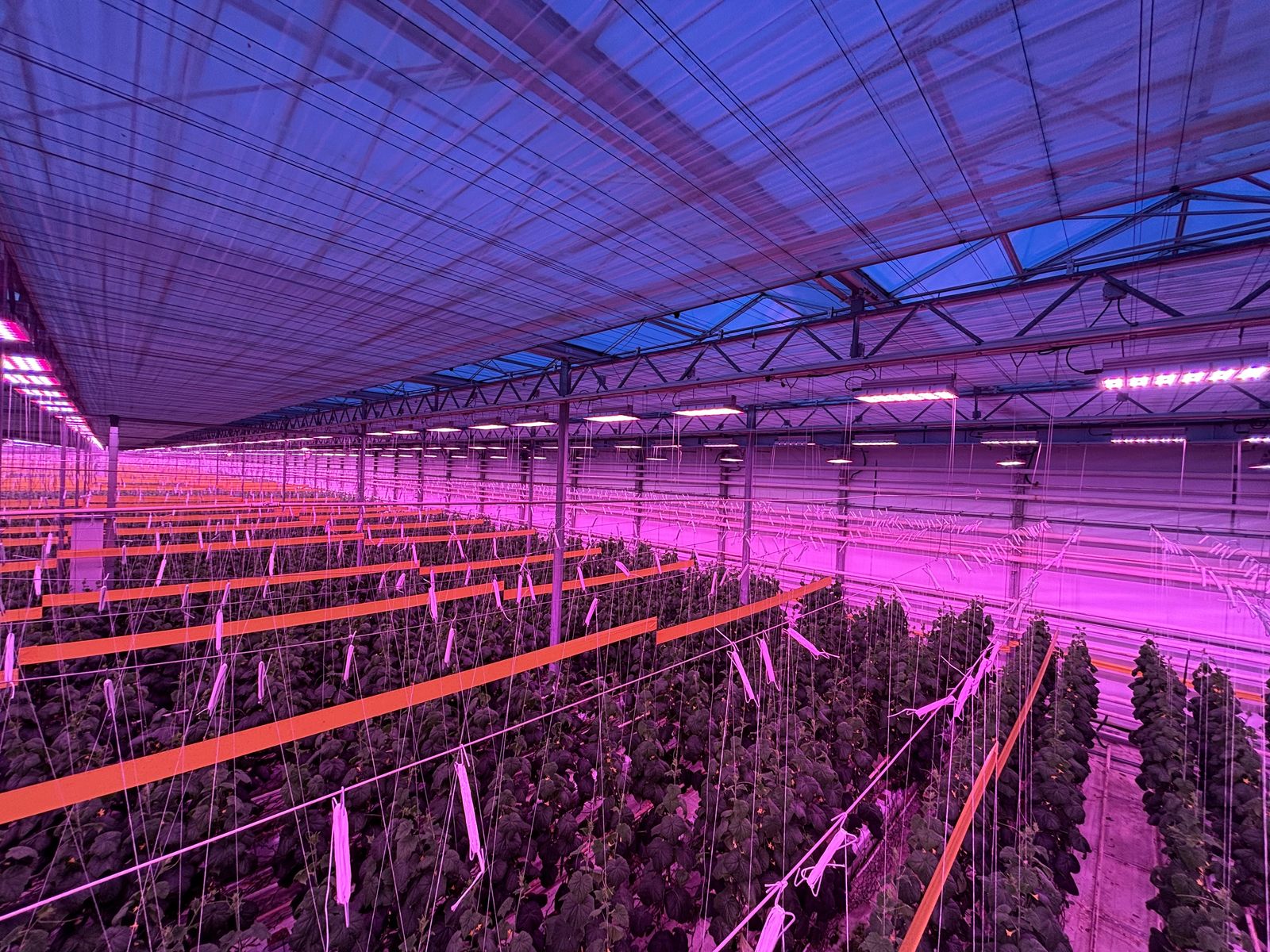 Full-spectrum LED lighting over young plants