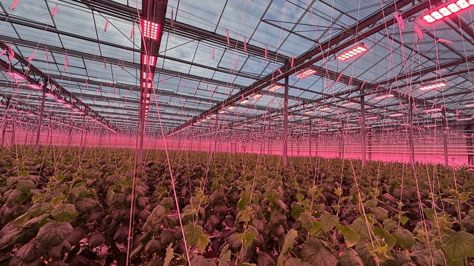 Red LED toplights over a cucumber crop