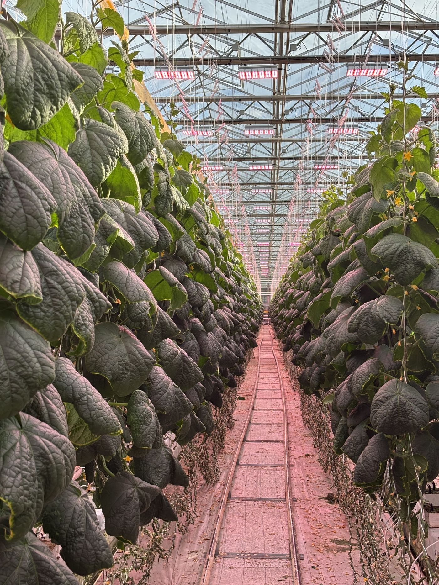 Cucumber crop wall in the glasshouse