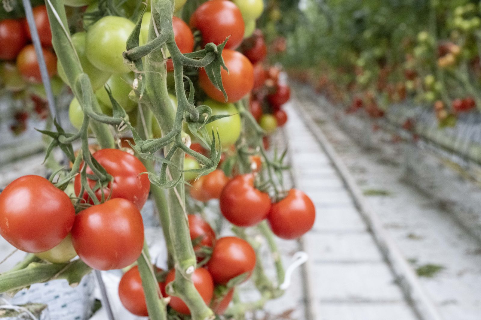 Ripening tomato clusters under supplemental light