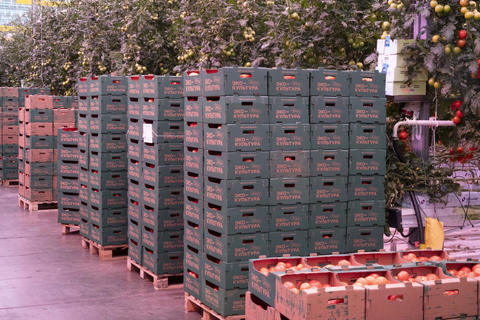 Harvest crates stacked in the glasshouse corridor