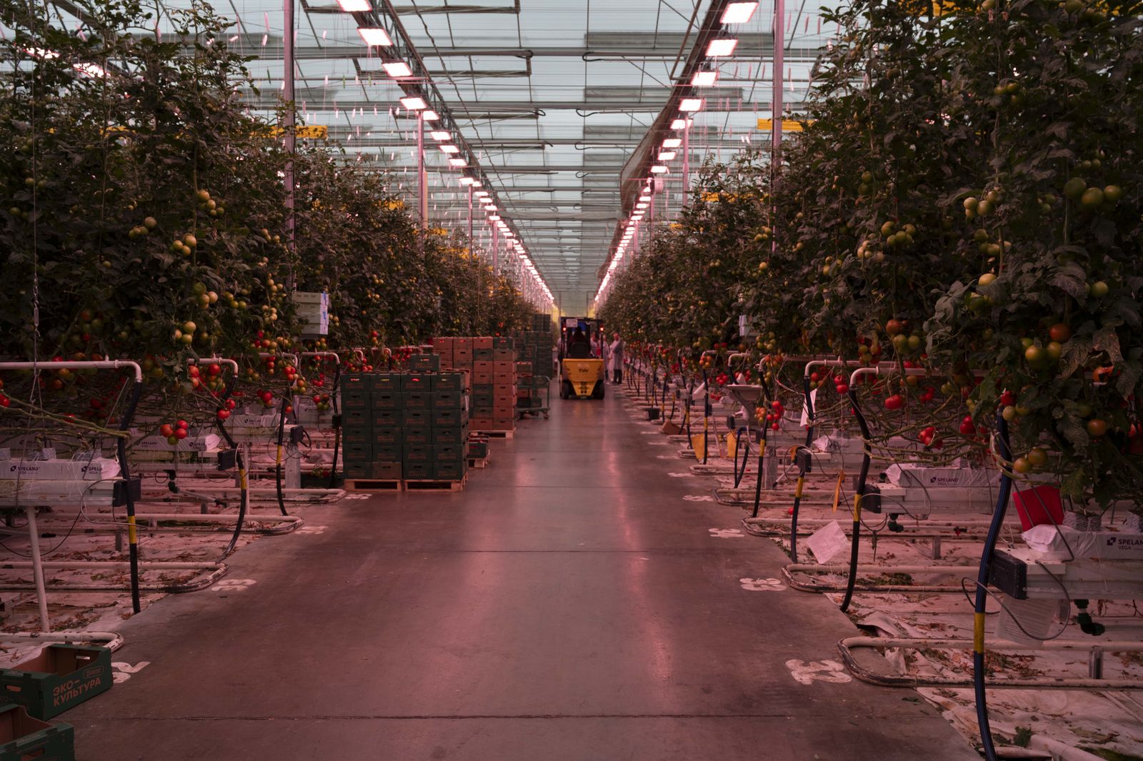LED toplights over a commercial tomato glasshouse