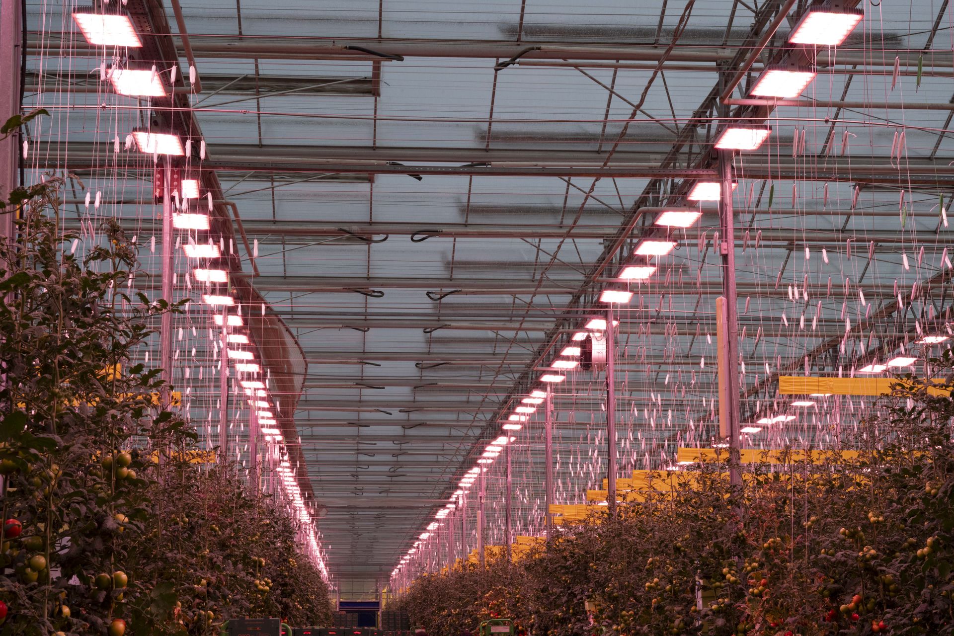LED toplights running above a tomato crop